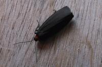Atolmis rubricollis