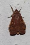 Noctua pronuba