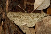 Hypomecis roboraria