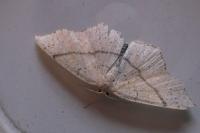 Cyclophora punctaria