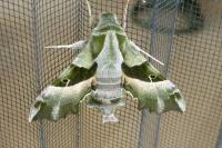 Proserpinus proserpina