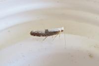 Argyresthia
