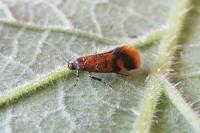 Promalactis procerella