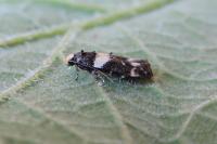 Recurvaria leucatella