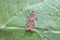 Gelechia muscosella