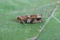 Epinotia abbreviana