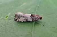 Gypsonoma aceriana