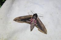 Sphinx ligustri