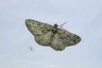 Peribatodes ilicaria