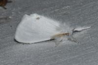 Sphrageidus similis