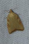 Aleimma loeflingiana