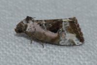 Elaphria venustula