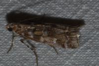 Dioryctria sylvestrella