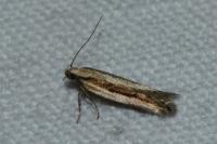 Mirificarma interrupta