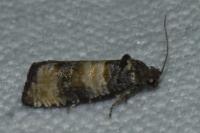 Piniphila bifasciana