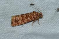 Lozotaeniodes formosana