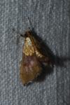 Agrotera nemoralis