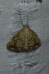 Evergestis pallidata