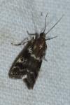 Assara terebrella