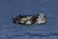 Apotomis turbidana