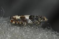 Epinotia demarniana