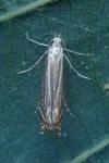 Isophrictis