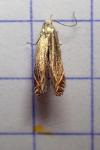 Isophrictis