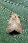 Malacosoma neustria