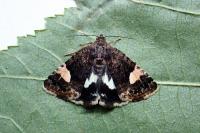 Tyta luctuosa