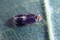 Stigmella