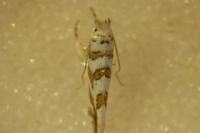 Phyllonorycter kuhlweiniella