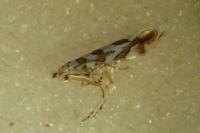 Phyllonorycter kuhlweiniella
