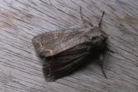 Lacanobia suasa