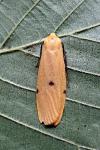 Lithosia quadra