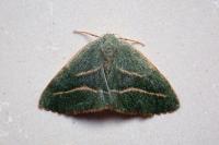 Hylaea fasciaria