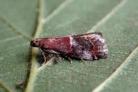 Acrobasis marmorea