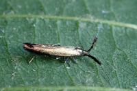 Coleophora mayrella