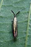 Coleophora mayrella