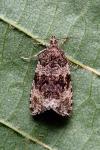 Celypha lacunana