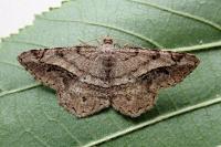 Chiasmia aestimaria