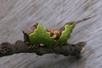 Furcula bifida