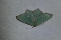 Hemithea aestivaria