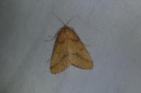 Aspitates ochrearia