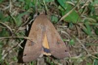 Noctua pronuba