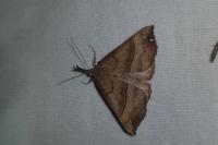 Hypena proboscidalis