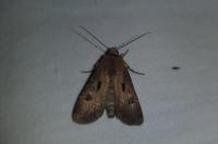 Agrotis exclamationis
