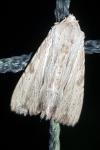Apamea lithoxylaea