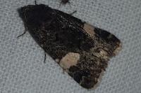 Tyta luctuosa