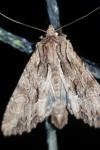 Apamea monoglypha