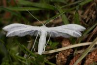 Pterophorus pentadactylus